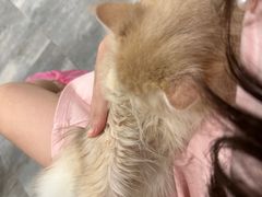 -楼上猫咖(罗湖店)