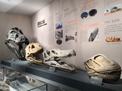 -自贡恐龙博物馆