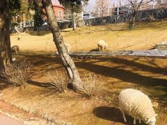 -神户市立六甲山牧场