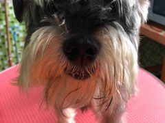 -东莞宠友24H宠物中心医院·转诊夜诊·异宠(新河北路院)