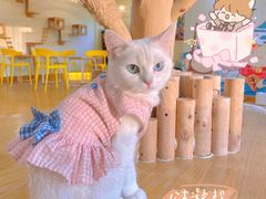 -猫にゃん · 猫的隐藏屋猫咖(麦地旗舰店)