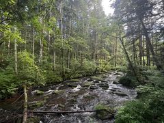 -汤旺河林海奇石景区
