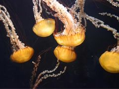 -亚特兰蒂斯水世界冒险乐园