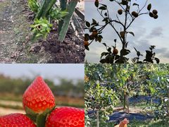 -尚果生态采摘园