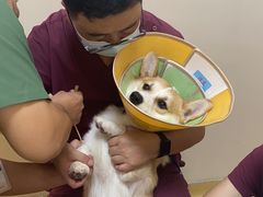 -芭比堂动物医院·犬猫全科·异宠专科(雁塔分院)