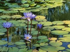 -国家植物园南园