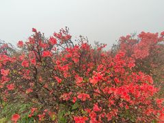 -梧桐山风景名胜区