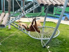 -西霞口神雕山野生动物世界