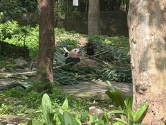 -都江堰中华大熊猫苑
