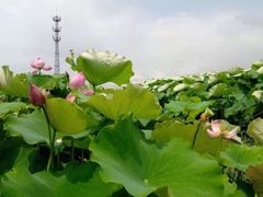 -嘉北郊野公园