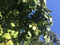 iphone_upload_pic-紫竹院公园冰场