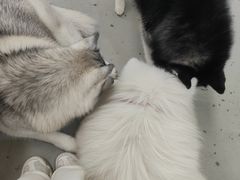 -星多哈·狗咖·拼豆·咖啡