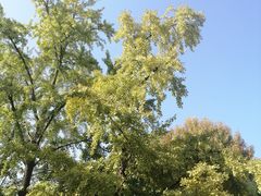 -三里屯东五街银杏大道