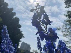 -荔湾湖公园
