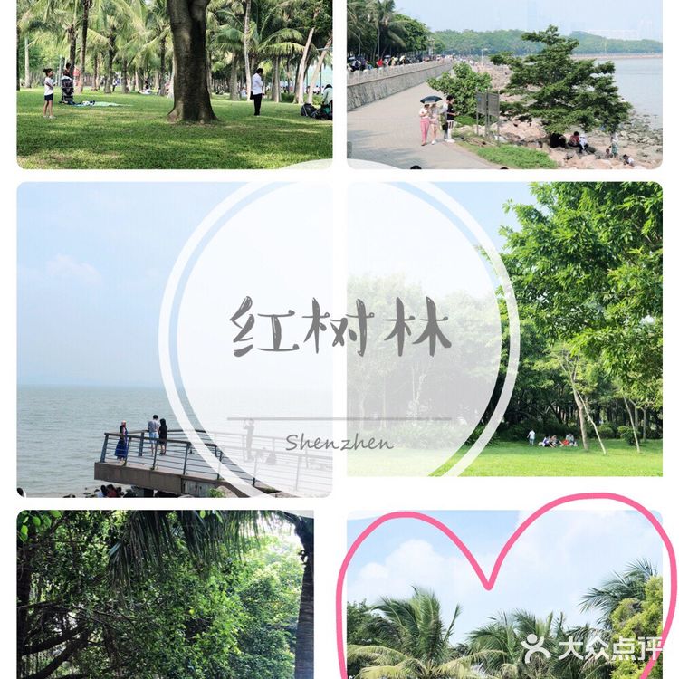 深圳旅游攻略 | 畅享惬意的红树林之旅🌴