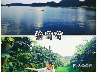 红枫湖葡萄园 7月中—8月底 都是水晶葡萄