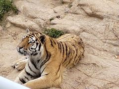 -西霞口神雕山野生动物世界