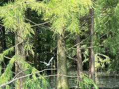-池杉湖湿地公园