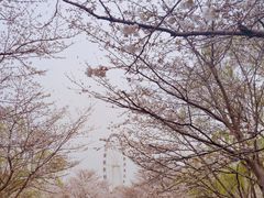 -顾村公园