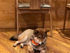 -柴务处·柴犬主题狗咖