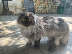 -喵屿·大理花园猫咖