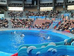 -海合安成都极地海洋公园