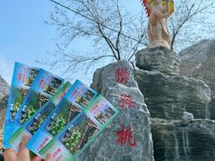 -大岭沟猕猴桃谷风景区