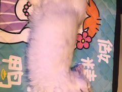 -猫大福·Fortune Cat猫舍(百子湾店)