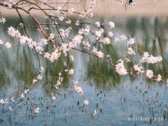 -桃花堤公园