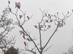 -洛阳市隋唐城遗址植物园