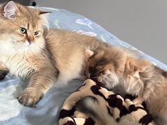 -伟伟宠物医院·CT影像中心·瑞派犬猫综合性门诊(汉口总院)