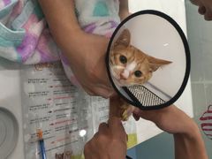-伟伟宠物医院·CT影像中心·瑞派犬猫综合性门诊(汉口总院)