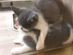 -飞行喵MR PILOT|猫舍·猫咖(静安大融城店)