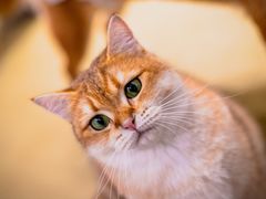 -逗柴咖啡屋·狗咖猫咖宠物桌游