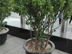 -枫蓝国际购物中心-地面停车场