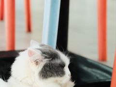 -猫咪博物馆(顶澳仔猫街店)