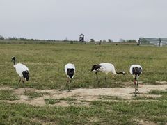 -盐城丹顶鹤湿地生态旅游区