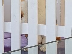 -怪兽屋·羊驼·猫咖·狗咖(俊华广场店)