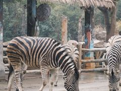 -上海野生动物园