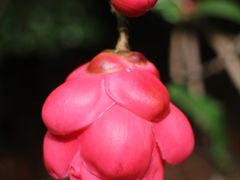 -中国科学院华南植物园