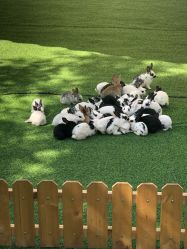 -萌宠亲子动物乐园(槐房万达店)