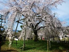 -醍醐寺
