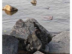 -深圳湾公园(南山区)