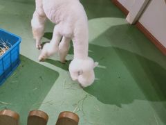-藦茜花园宠物主题亲子互动体验馆(国顺东路店)