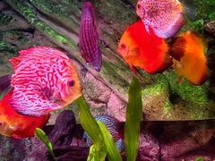 -上海海洋水族馆