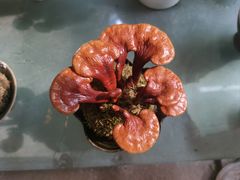 -双季花艺园艺市场(浦东店)