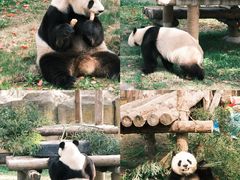 -上海野生动物园