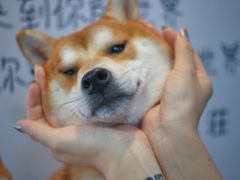-柴源莊·柴小宠柴犬咖啡