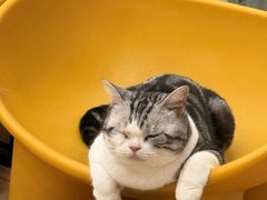 -有喵·猫咖·狗咖·40+猫狗有小奶狗(岗厦店)