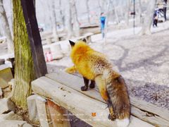 -宫城藏王狐狸村